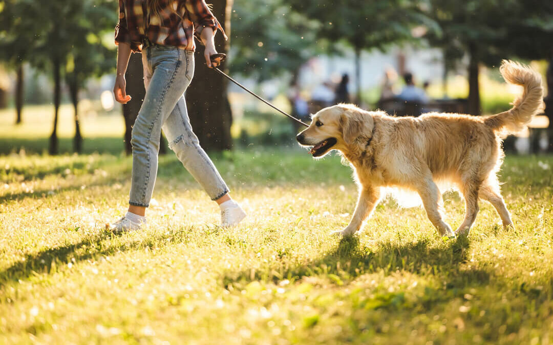 Dog Day At The Park