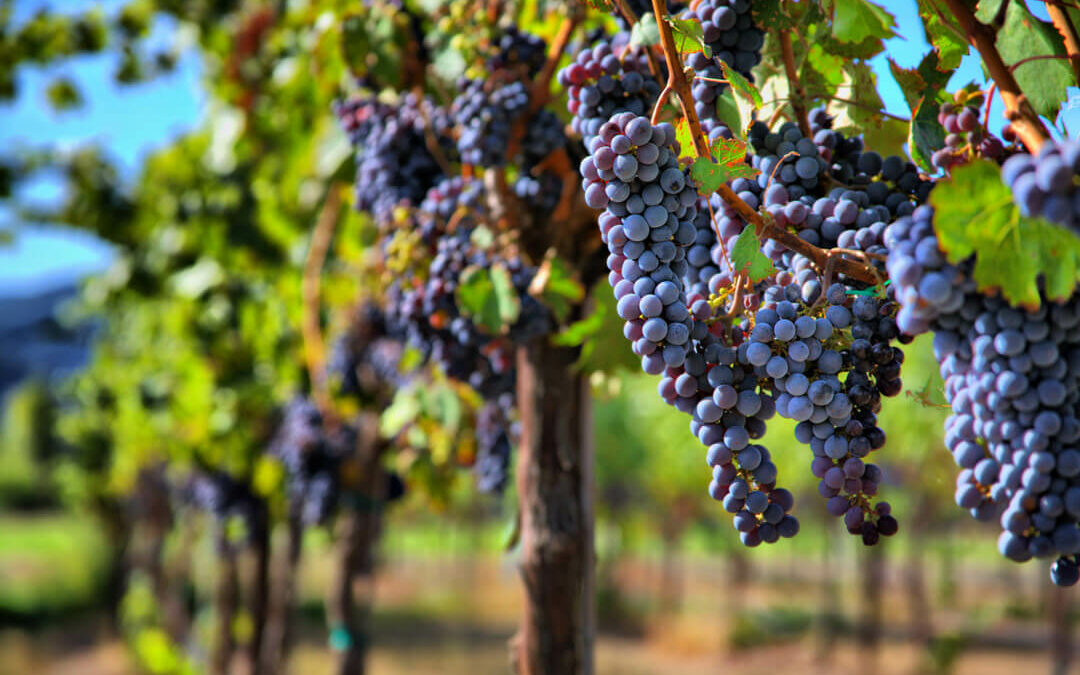 Winery Farm Tour